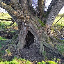 Saule majestueux en bordure de Roanne. Cet arbre est appelé en Lorraine « saule batarde ». Ses tiges fines sont utilisées en vannerie