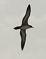 Profile in flight, Hawaiian Islands