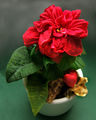 English: Christmas poinsettia