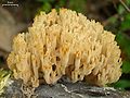 (Artomyces pyxidatus)