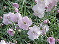 Žydrasis gvazdikas (Dianthus gratianopolitanus)