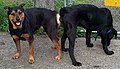 Image 32Two dogs tied after mating (from Dog)