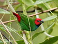 Diamant de Peale (Erythrura pealii)