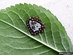 Newly hatched eggs