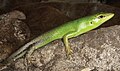 October 20: A Lamprolepis smaragdina skink.