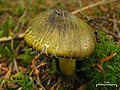 Tricholoma subsejunctum