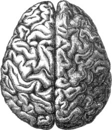 Human brain.png