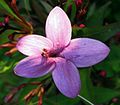 Pseuderanthemum laxiflorum