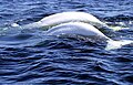 Churchill River, Hudson Bay, Manitoba, Canada