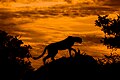 47 Cheetah at Sunset uploaded by Arturo de Frias Marques, nominated by Arturo de Frias Marques