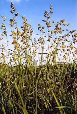 Parastā kamolzāle (Dactylis glomerata)