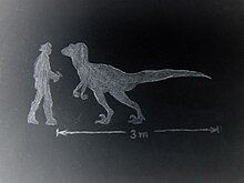 Deinonychus tamaño.jpg