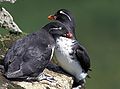 Parakeet auklets