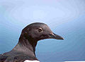 Pigeon Guillemot