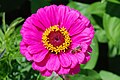 * Nomination Zinnia with solitary bee (cf. Halictus sp.) -- Alvesgaspar 23:53, 20 August 2010 (UTC) * Decline Severe clipping both at high and low levels. sRGB is the wrong profile for saturated colours like this, Adobe RGB would be better. Try again! The shot is great. --Ikiwaner 08:16, 21 August 2010 (UTC)