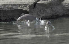 Two dolphins leaping out of water