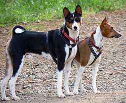 Deux basenjis.