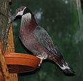 Black-collared Fruit Pigeon