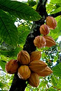 Cocoa Tree