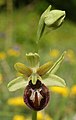 Ophrys sphegodes