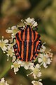 Graphosoma italicum