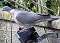 Örvös galamb (Columba palumbus)