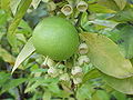 Pomelo a pomelofán