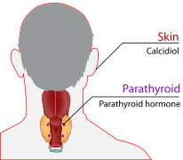 Endocrí calci LadyofHats