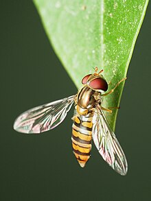 Episyrphus balteatus 203026347.jpg