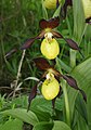 Cypripedium calceolus