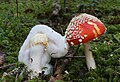 Amanita muscaria