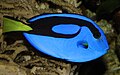 Paracanthurus hepatus