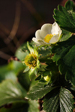 Egy eperfaj (Fragaria sp.) virágai és levelei