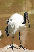 Ibis sacré (Threskiornis aethiopicus)