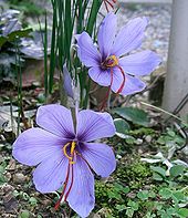 Two lilac-violet flowers appear among a clump of thin, blade-like vertical leaves. Various small weeds and other plants grow from black soil and are shown in overcast daylight.