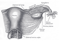 Útero y el ligamento ancho, vista posterior.