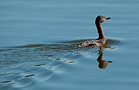 Nieuwzeelandfuut (Poliocephalus rufopectus)