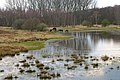 Qualmwasser-Biotop in der Elbtalaue