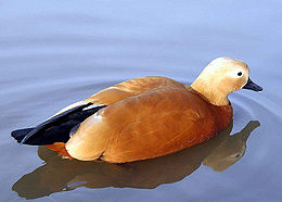 Ruddy.shelduck.arp.2.750pix.jpg