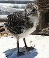 Chick; French Frigate Shoals, Hawaii