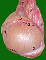 อัณฑะของแมว ประกอบด้วย 1 Extremitas capitata, 2 Extremitas caudata, 3 Margo epididymalis, 4 Margo liber, 5 Mesorchium, 6 Epididymis, 7 testicular artery and vene, 8 Ductus deferens