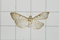 Herpetogramma basalis