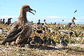 Chicks using Black footed Albatross Phoebastria nigripes chick as sunshade; French Frigate Shoals, Hawaii