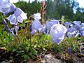 des clioches, Campanula medium