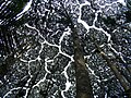 リュウノウジュ Dryobalanops aromatica) 樹冠の譲り合い (crown shyness) が見られる