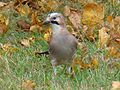 Eurazinio kėkšto Garrulus glandarius glandarius porūšis