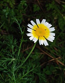 Chrysanthemum coronarium