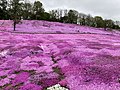 太陽の丘えんがる公園芝ざくら公園