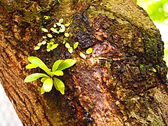 Asplenium nidus[англ.]