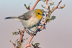 Dzeltengalvas zīlīte (Auriparus flaviceps)